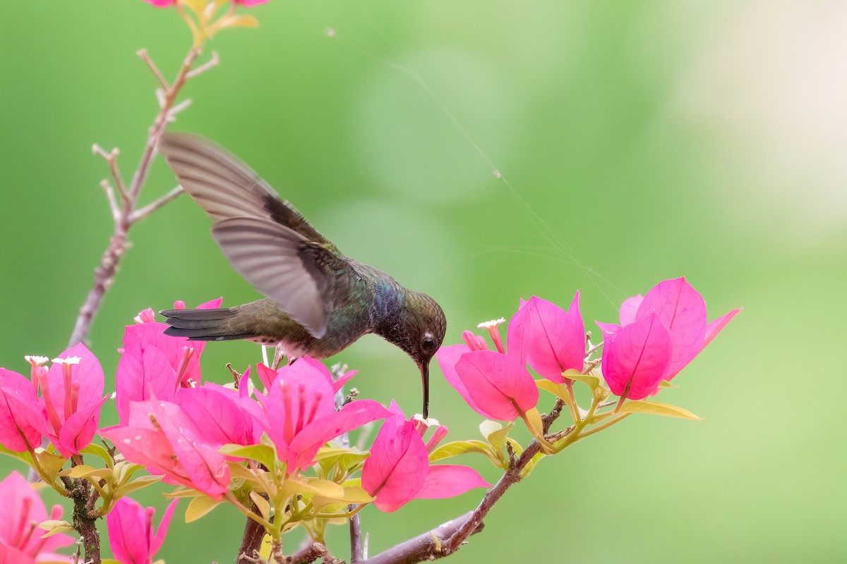 kolibřík safírový - ML613120854