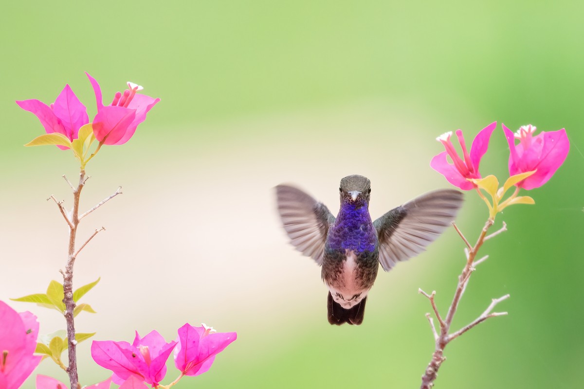 kolibřík safírový - ML613120855