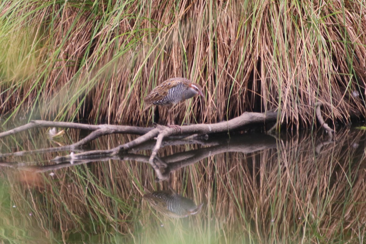 Buff-banded Rail - ML613120869