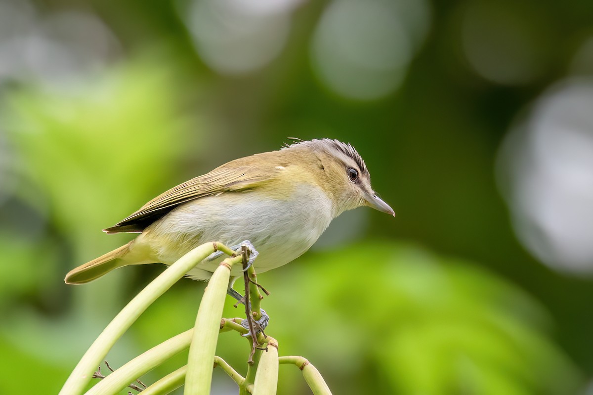 brunøyevireo - ML613120875