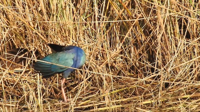 Gray-headed Swamphen - ML613120904