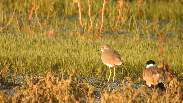 White-tailed Lapwing - ML613120973