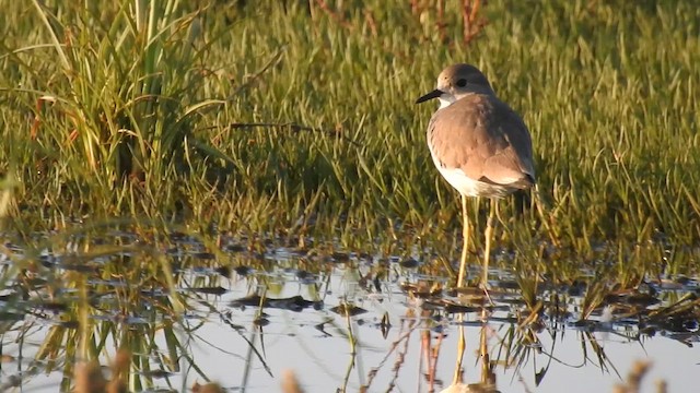 White-tailed Lapwing - ML613120974