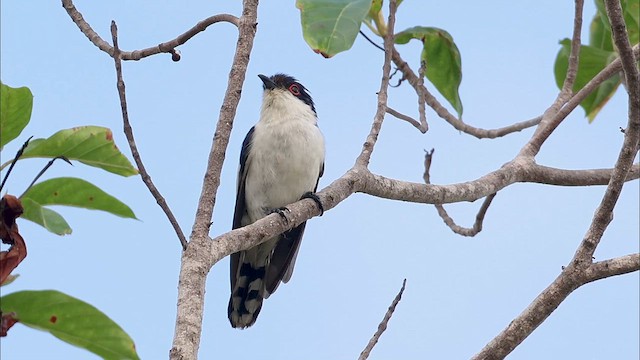 Pied Bronze-Cuckoo - ML613120988