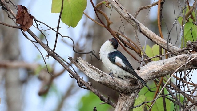 Little Bronze-Cuckoo (Pied) - ML613120992