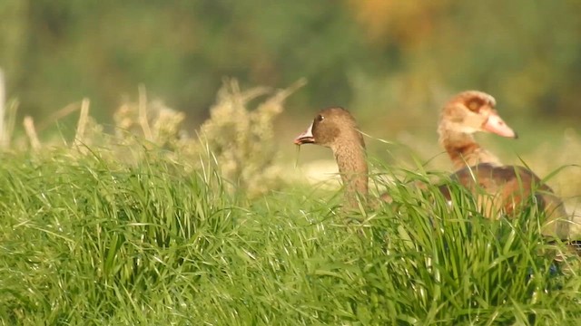 Greater White-fronted Goose - ML613121015