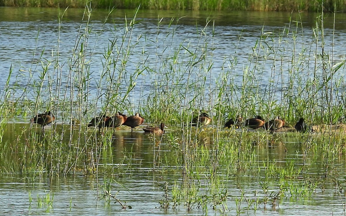 White-faced Whistling-Duck - ML613121064