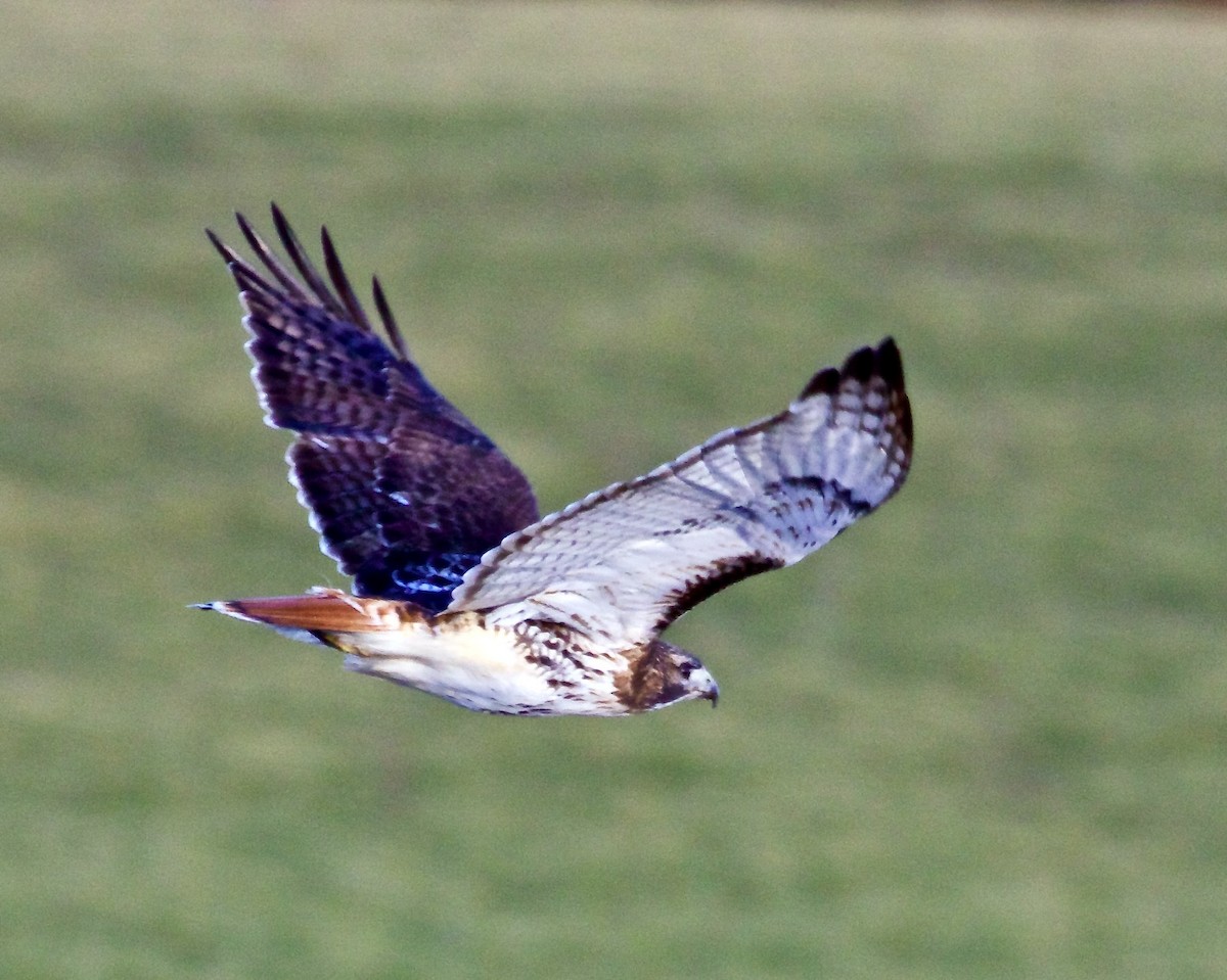 Red-tailed Hawk - ML613121101