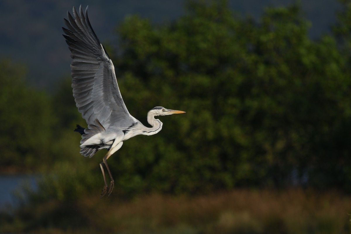 Gray Heron - ML613121150