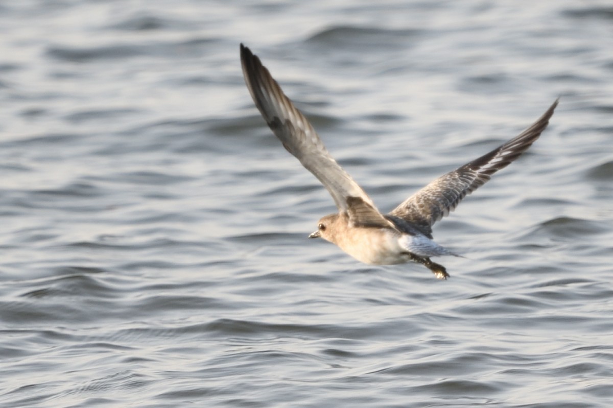 Black-bellied Plover - HARISH K