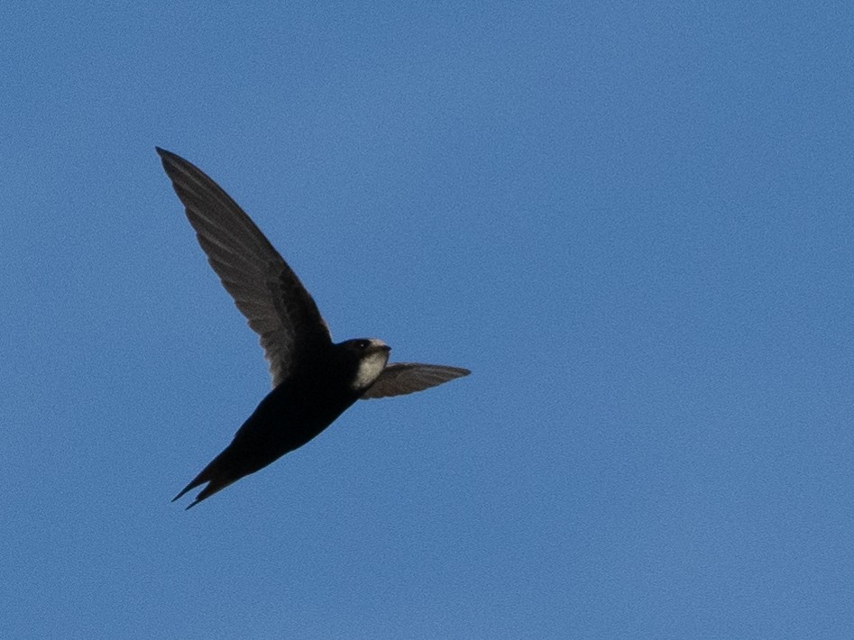 White-rumped Swift - ML613121156