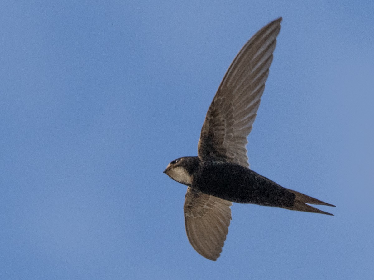 White-rumped Swift - ML613121158