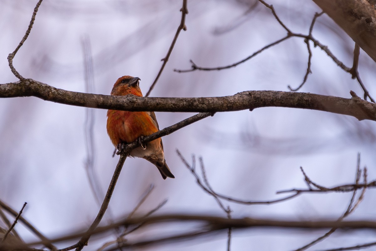 Red Crossbill - ML613121166