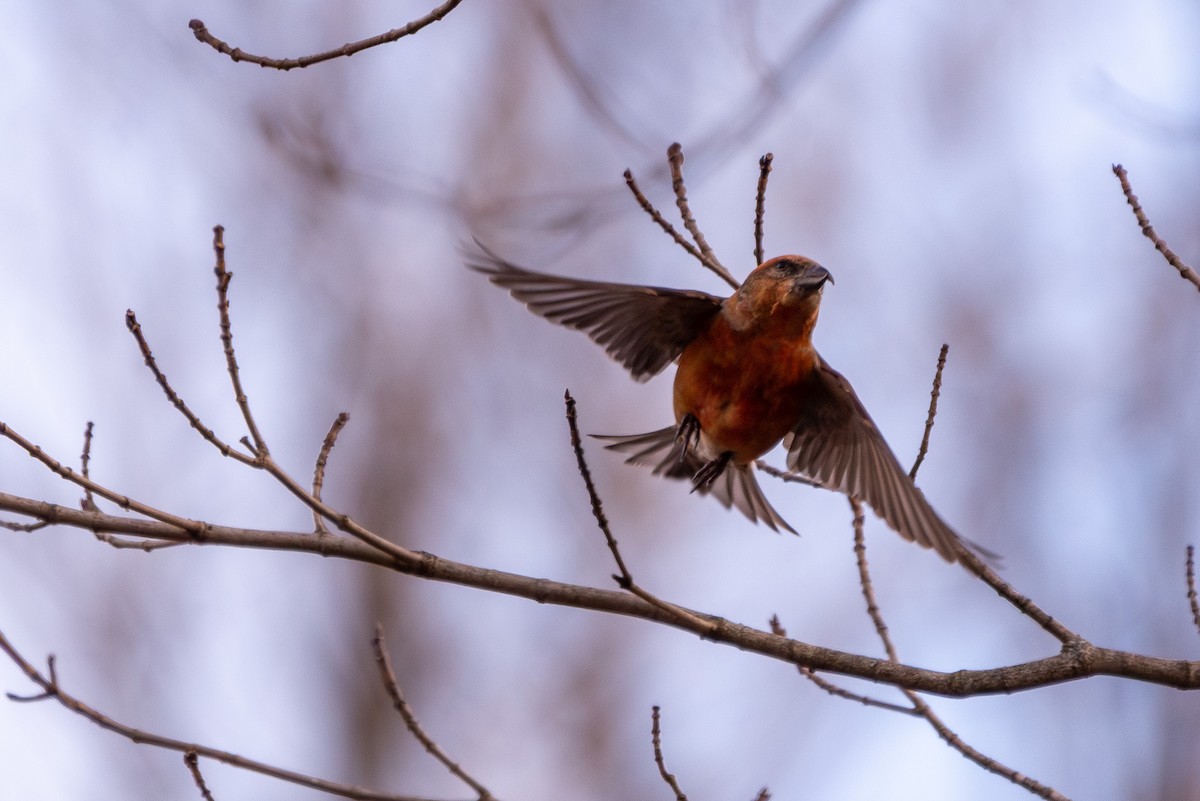 Red Crossbill - ML613121167