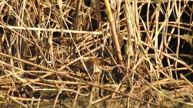 Moustached Warbler - ML613121168