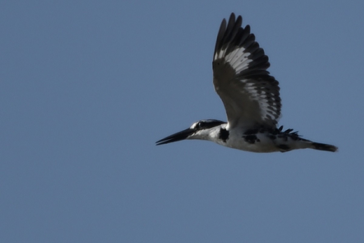 Pied Kingfisher - HARISH K