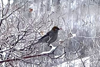 Pine Grosbeak - ML613121200