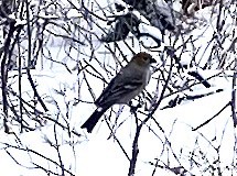 Pine Grosbeak - ML613121206