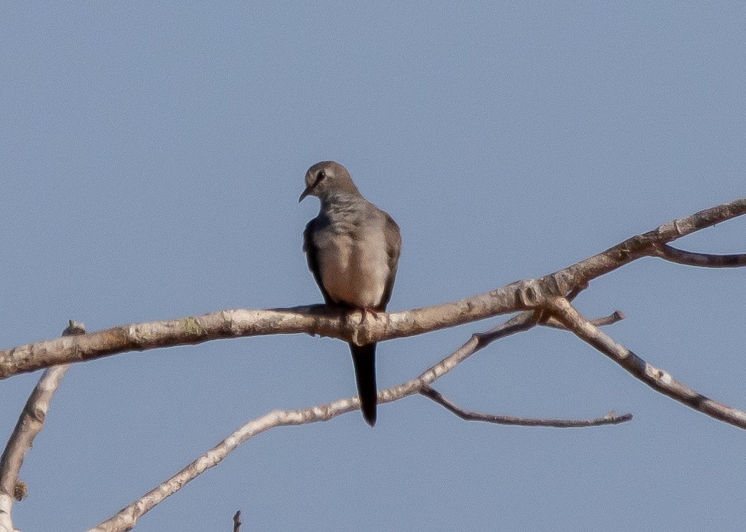 Namaqua Dove - ML613121253