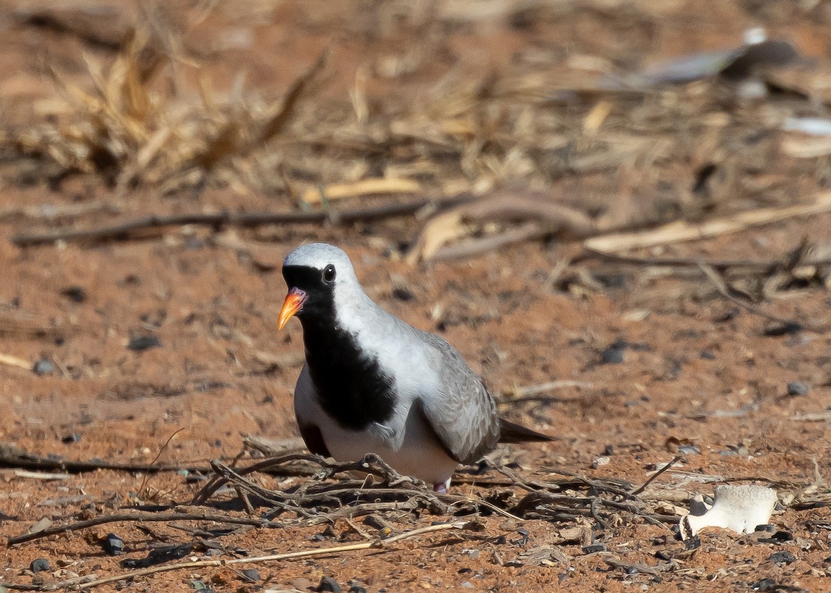 Namaqua Dove - ML613121254