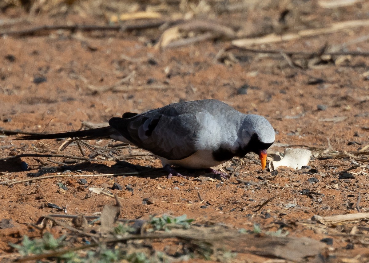 Namaqua Dove - ML613121255