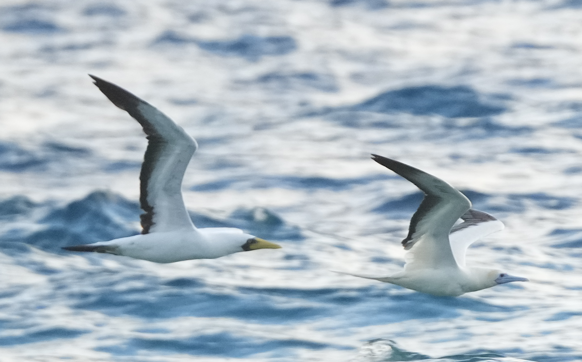 藍臉鰹鳥 - ML613121310