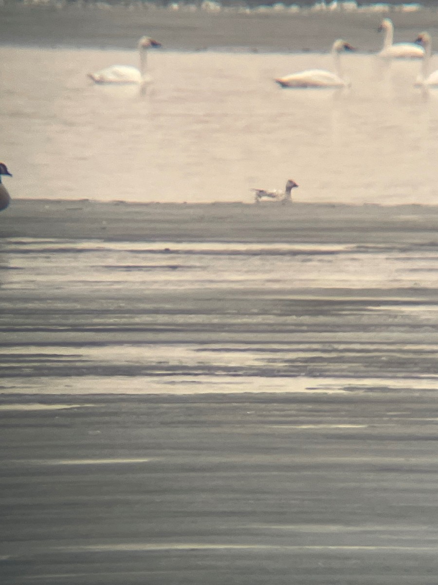 Snow Goose - ML613121350