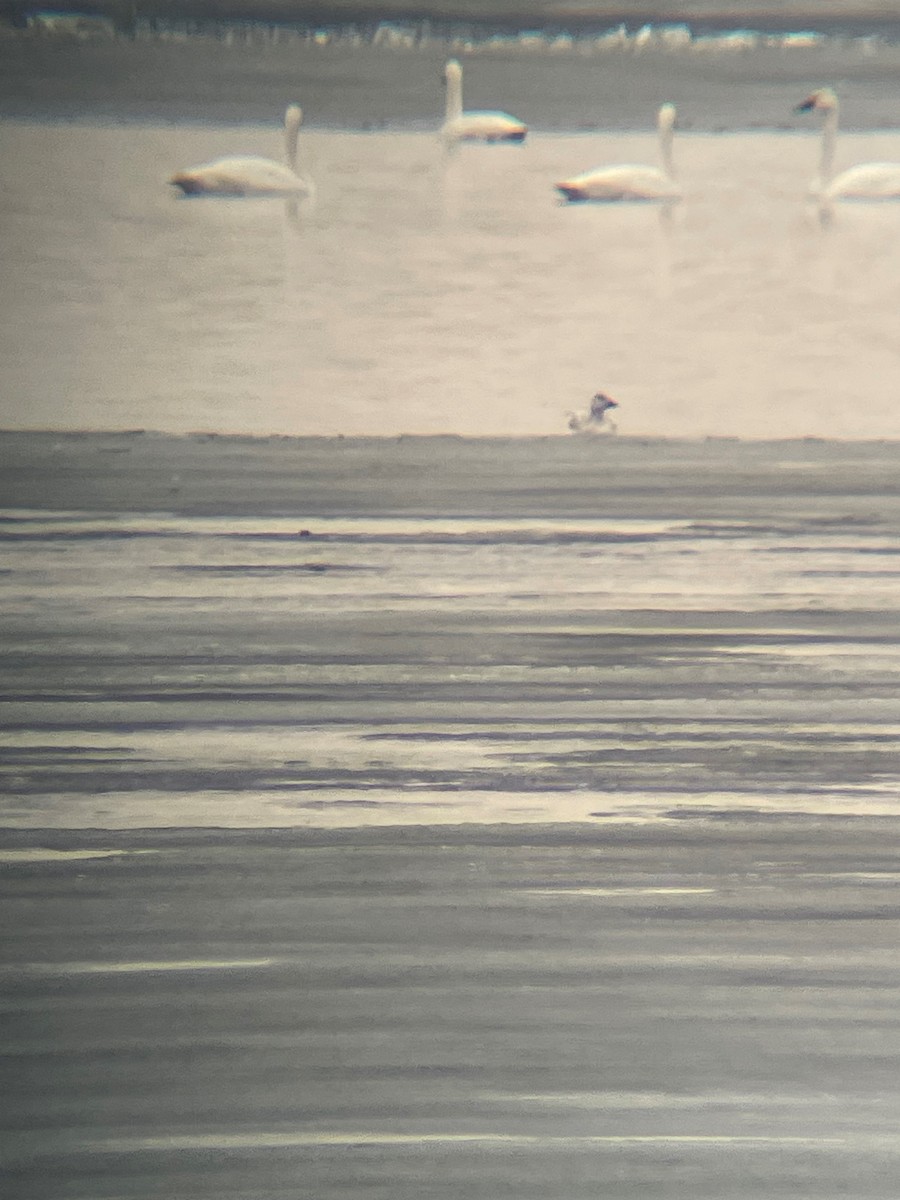 Snow Goose - ML613121351