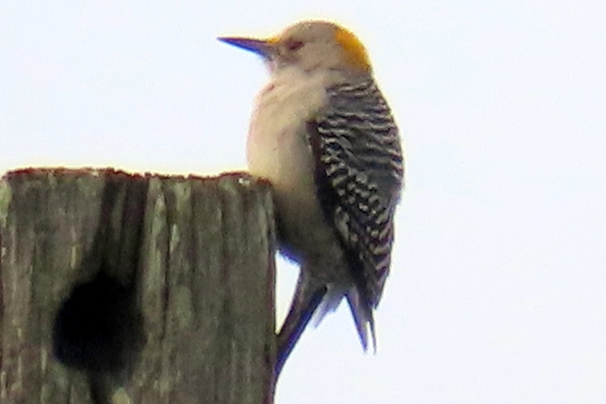 Golden-fronted Woodpecker - ML613121355