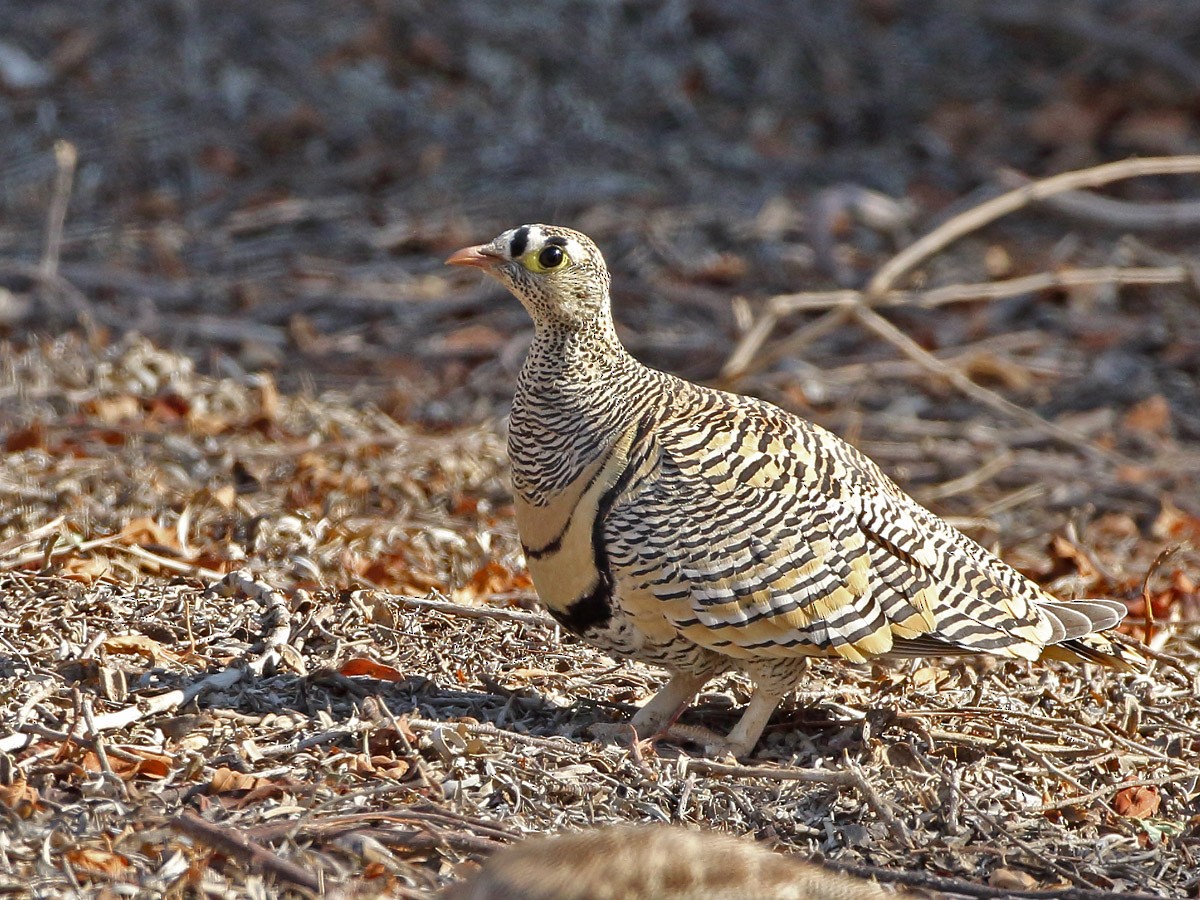 Lichtenstein's Sandgrouse - ML613121357