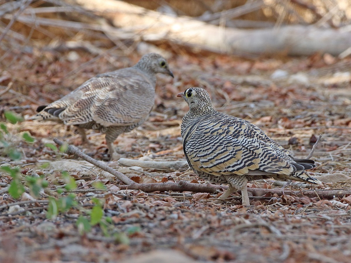 Lichtenstein's Sandgrouse - ML613121358