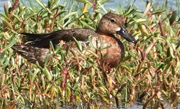 Blue-winged Teal - ML613121367