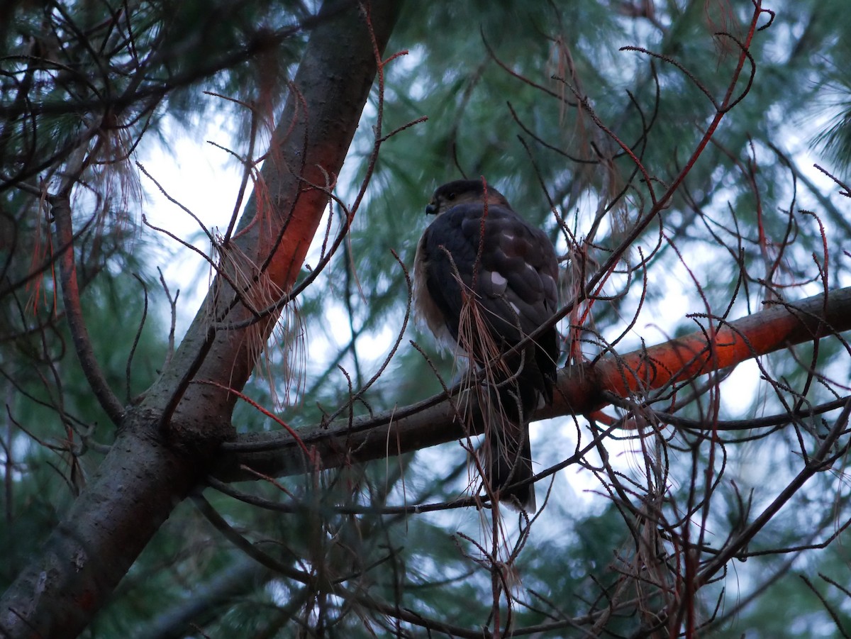 Sharp-shinned Hawk - ML613121368