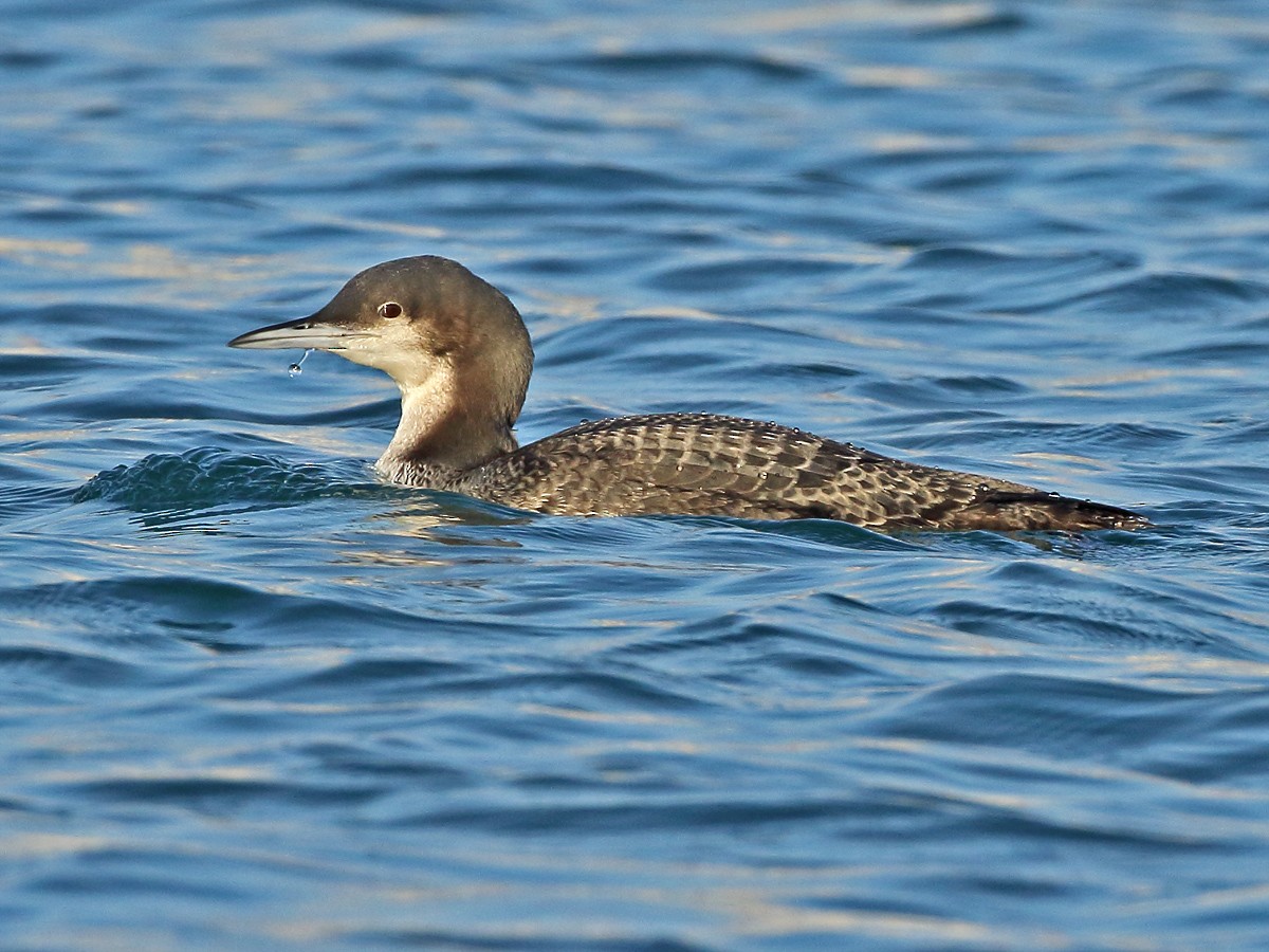 Pacific Loon - ML613121429