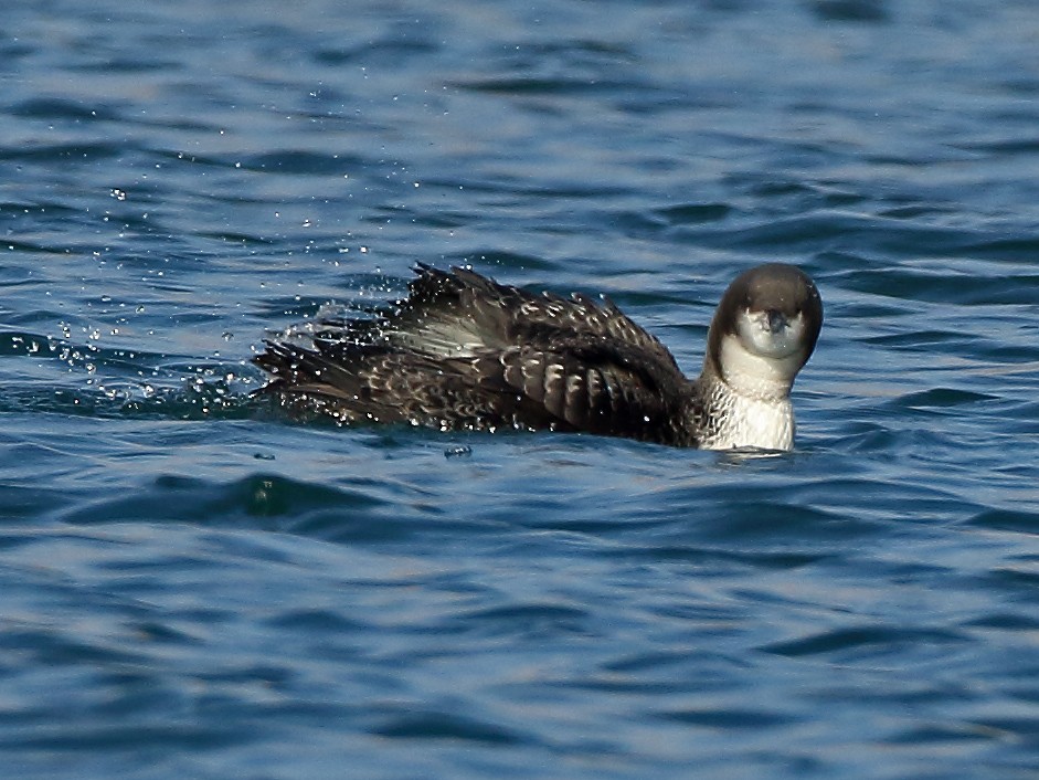 Pacific Loon - Rami Mizrachi