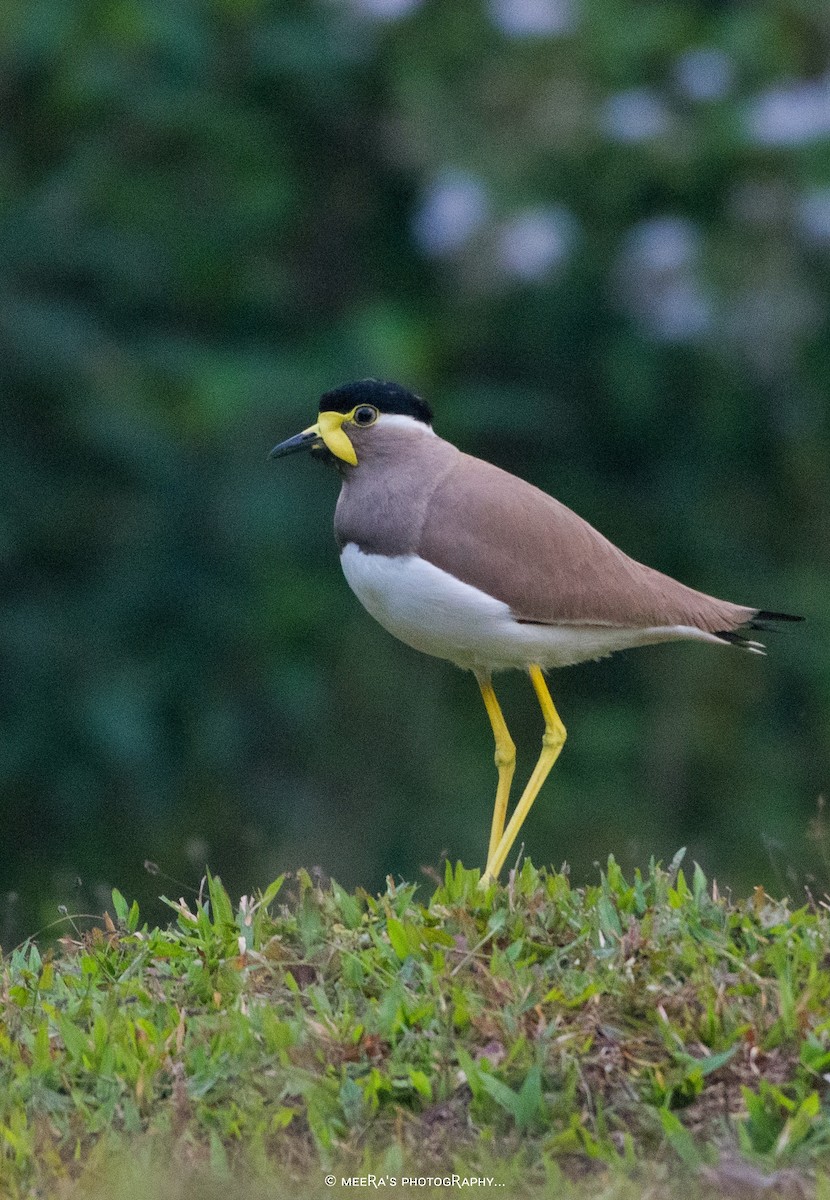 Yellow-wattled Lapwing - ML613121440