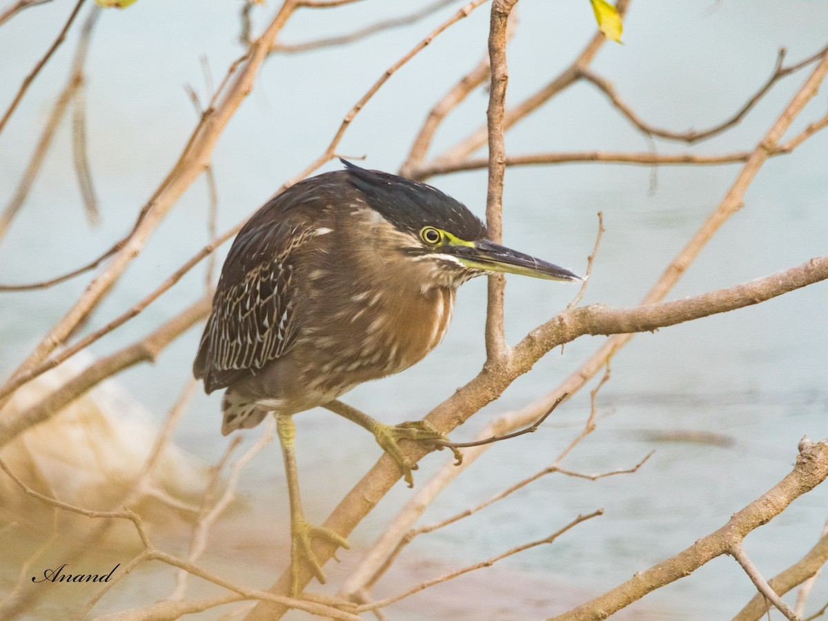 Striated Heron - ML613121508