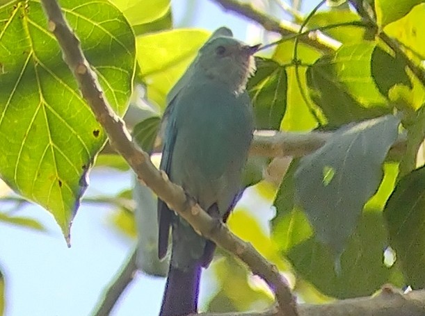 Verditer Flycatcher - ML613121598