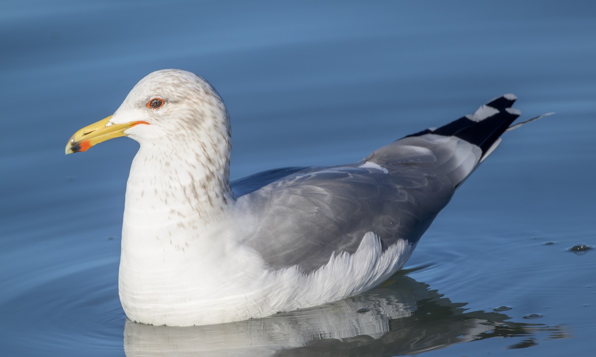 California Gull - ML613121635