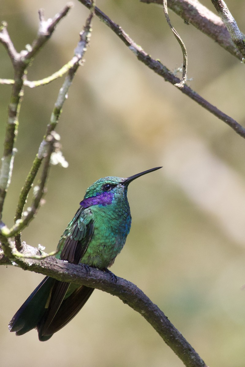 kolibřík modrouchý - ML613121671