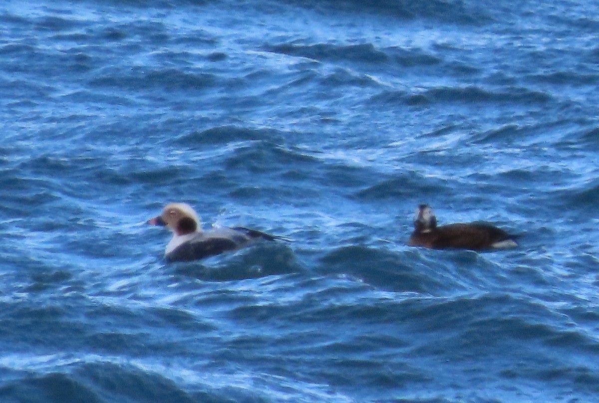 Long-tailed Duck - ML613121694
