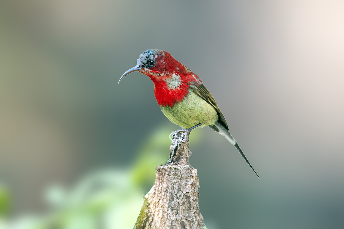 Crimson Sunbird - ML613121715