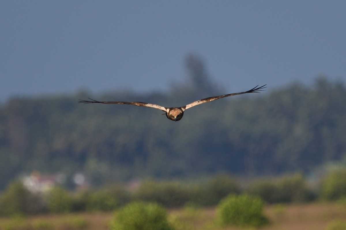 Western Marsh Harrier - ML613121719