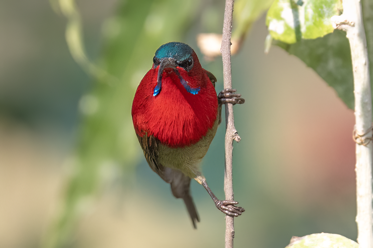 Crimson Sunbird - ML613121739
