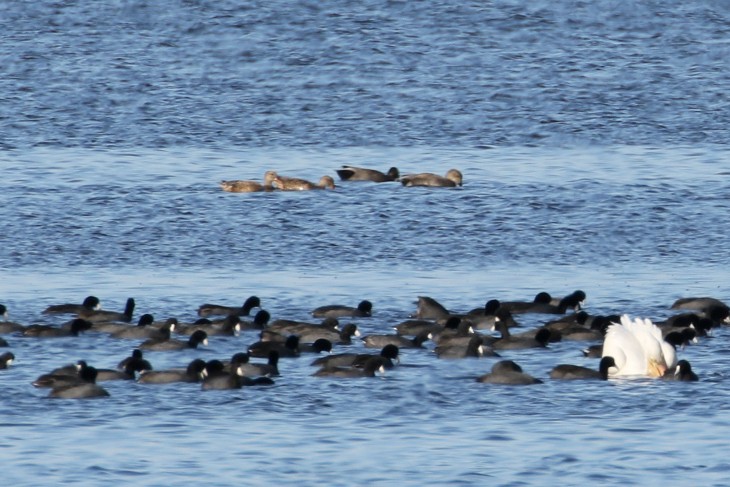 Gadwall - ML613121756