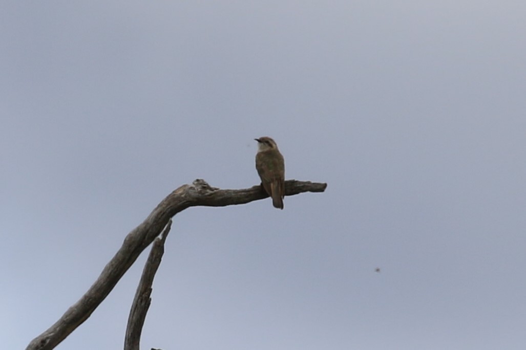 Horsfield's Bronze-Cuckoo - ML613121850