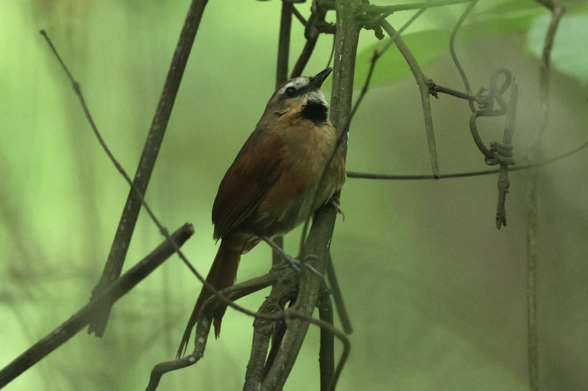 Ochre-cheeked Spinetail - Michael McCloy