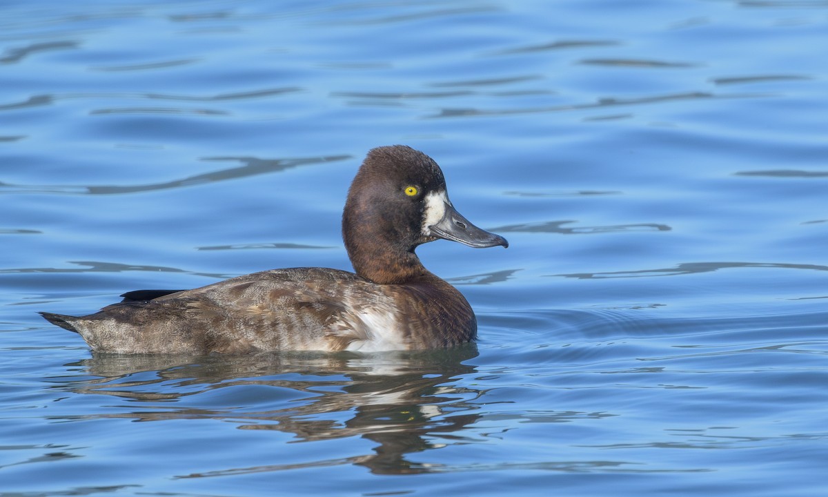 Lesser Scaup - ML613121870