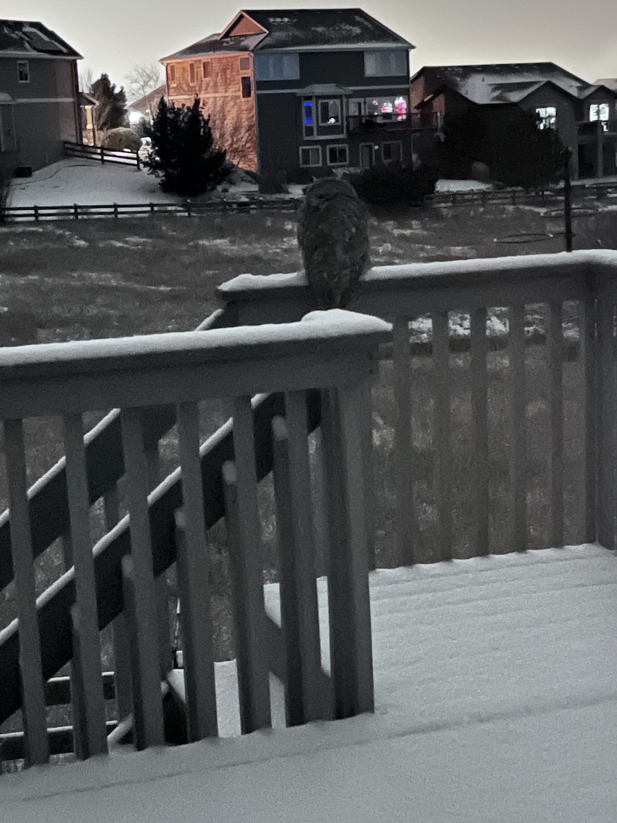 Great Horned Owl - ML613121901