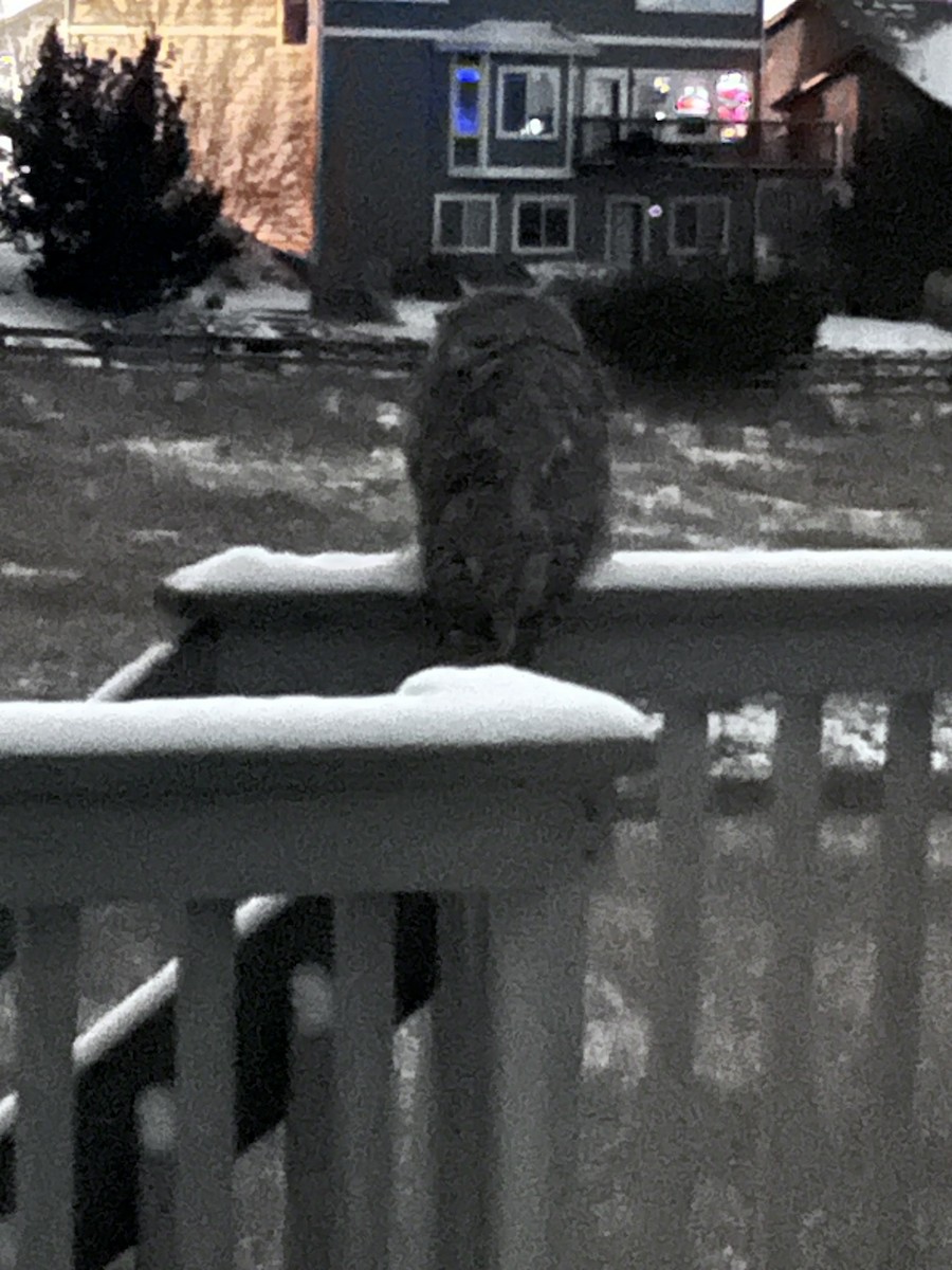 Great Horned Owl - ML613121904